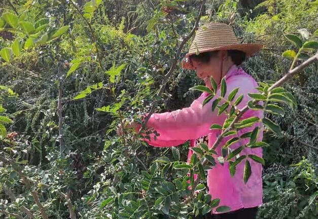 扶貧工作動態(tài)(第123期)