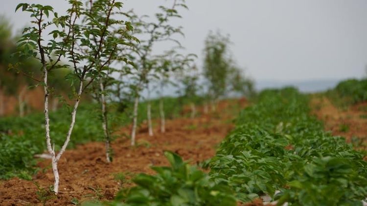 市國(guó)資委黨委副書記任曉今一行巡查指導(dǎo)集團(tuán)幫扶的藍(lán)田縣馬王村“三排查 三清零”工作